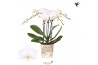 Phalaenopsis floriclone white affair Kolibri Orchids Phalaenopsis Icel