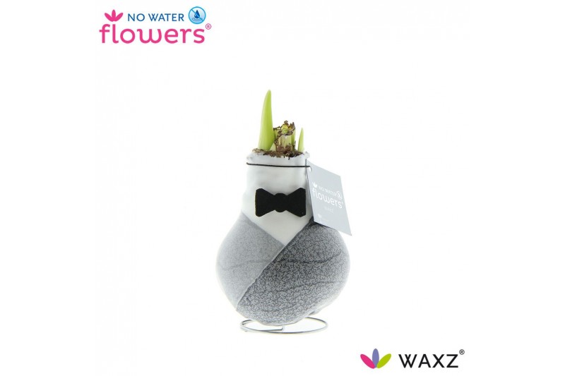 Hippeastrum gewaxt No Water Flowers Waxz® Giletz Bow Tie2 tak/plnt 