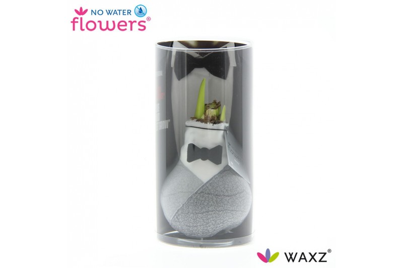 Hippeastrum gewaxt No Water Flowers Waxz® Giletz Bow Tie in koker 2 ta 