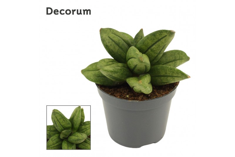 Sansevieria Sansevieria Pyramid Crown 6 cm (Decorum) 