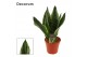Sansevieria trifasciata Sansevieria Silver flame 14 cm (Decorum) 
