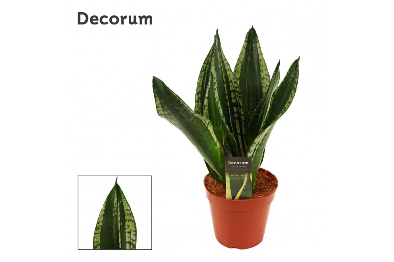 Sansevieria trifasciata Silver Flame 14cm Decorum 