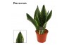 Sansevieria trifasciata Sansevieria Silver flame 14 cm (Decorum)