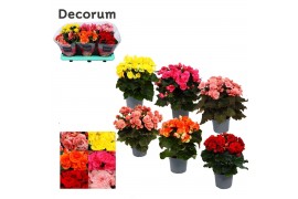 Begonia elatior du. mix Begonia mix 13 cm KARPRIJS /VOLLE CC Decorum1 