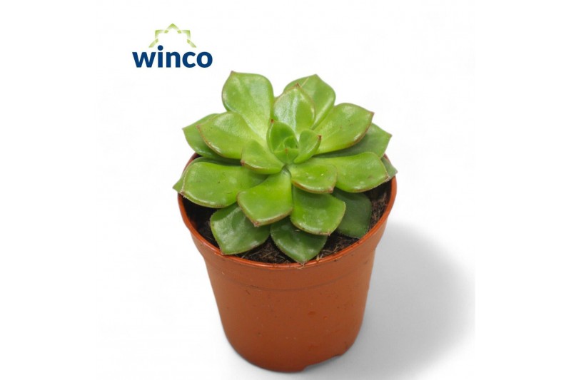 Echeveria Echeveria Affinusoverige bl. 