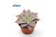 Echeveria Echeveria Madibaoverige bl. 