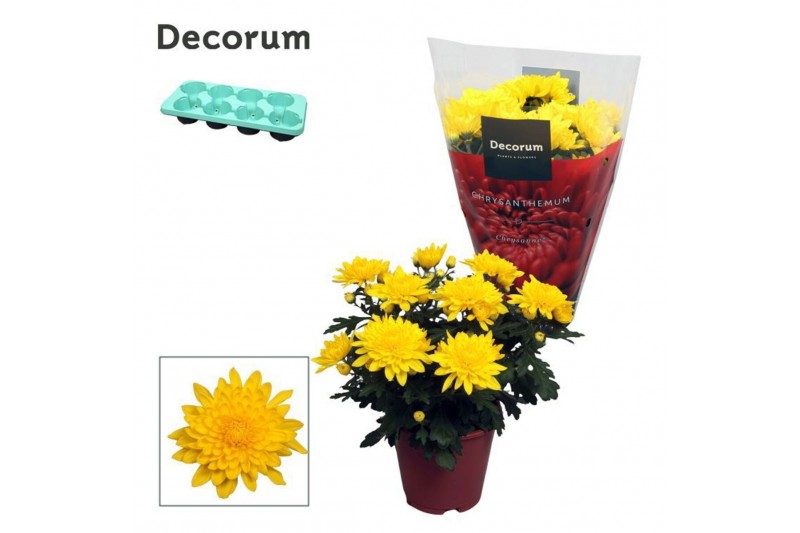 Chrysanne grandezza yellow Chrysanne® Grandezza Yellowpp 
