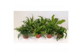 Asplenium mix