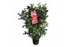 Camellia japonica dr king Camellia jap. Dr. King50 bl. 