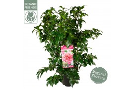 Camellia Camellia wil. Volunteer ®30 bl.