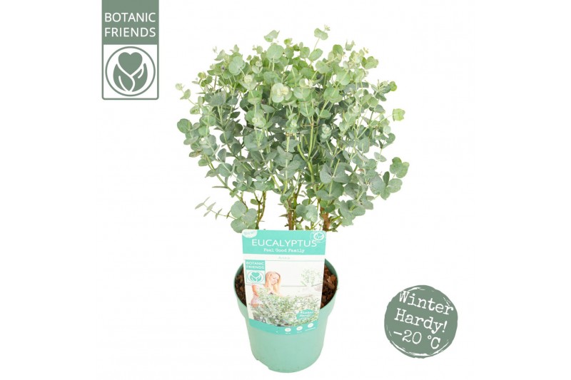 Eucalyptus gunnii  azura Eucalyptus gunnii Azura® 