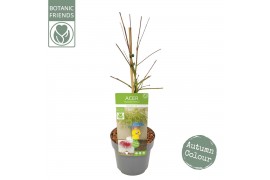 Acer palmatum emerald lace Acer palm. Emerald Lace