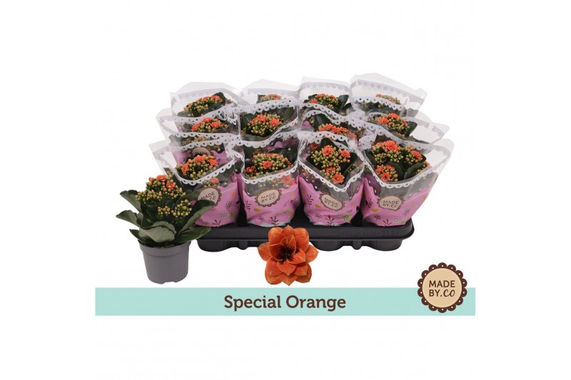 Kalanchoe blossfeldiana Tiger Majestic Coral Kalanchoë Special Special 