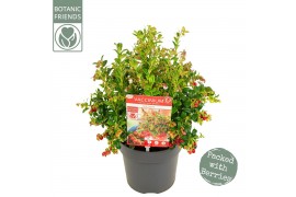 Vaccinium vitis-idaea red candy Vaccinium vitis-idaea Red Candy ®