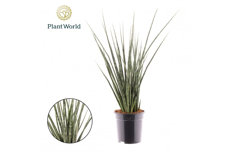 Sansevieria Sansevieria Digitorum 