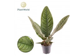 Anthurium Anthurium Superbum 1 bl.