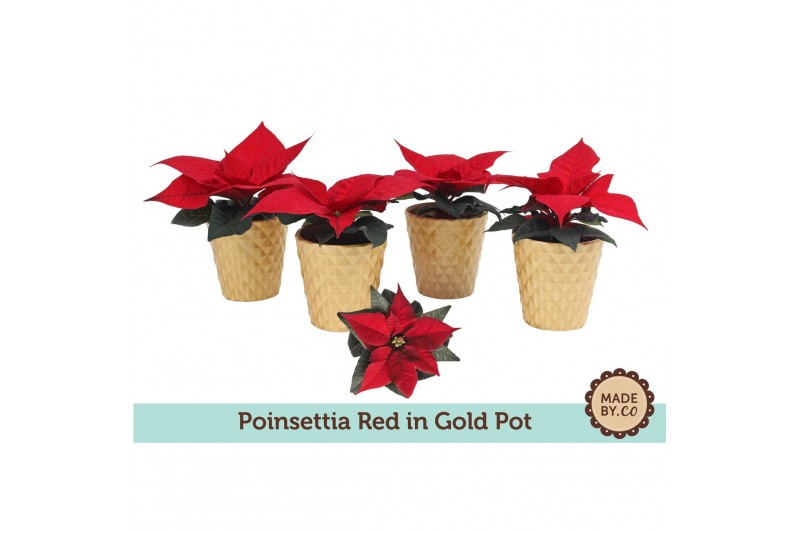 Euphorbia pul. christmas feelings red Euph. Poinsettia Mini Red in Gol 
