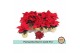 Euphorbia pul. christmas feelings red Euph. Poinsettia Mini Red in Gol 