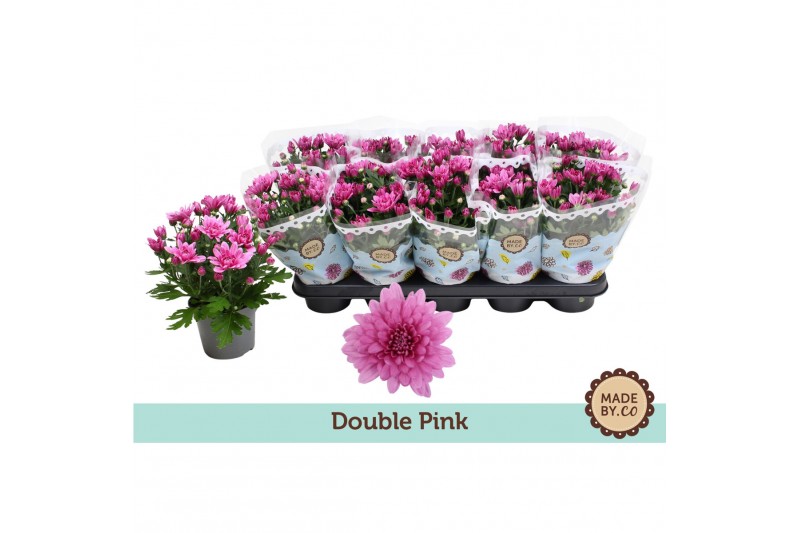 Chrysanthemum ind. mount aubisque Chrysant Double Pink3 pp 