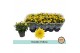 Chrysanthemum ind. mount carmel Chrysant Double Yellow3 pp 