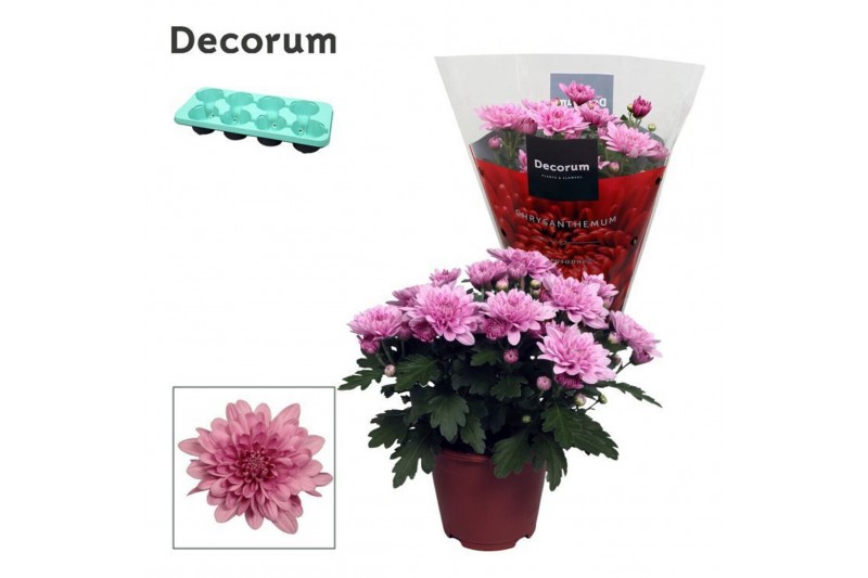 Chrysanthemum ind. dynamic Chrys. ind. Chrysanne® Grandezza Pink3 pp 