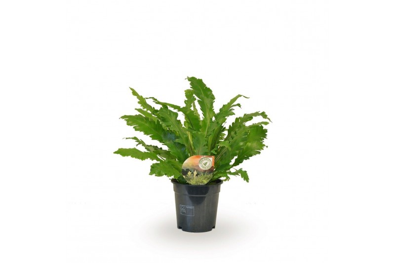 Asplenium nidus campio Asplenium Campio 