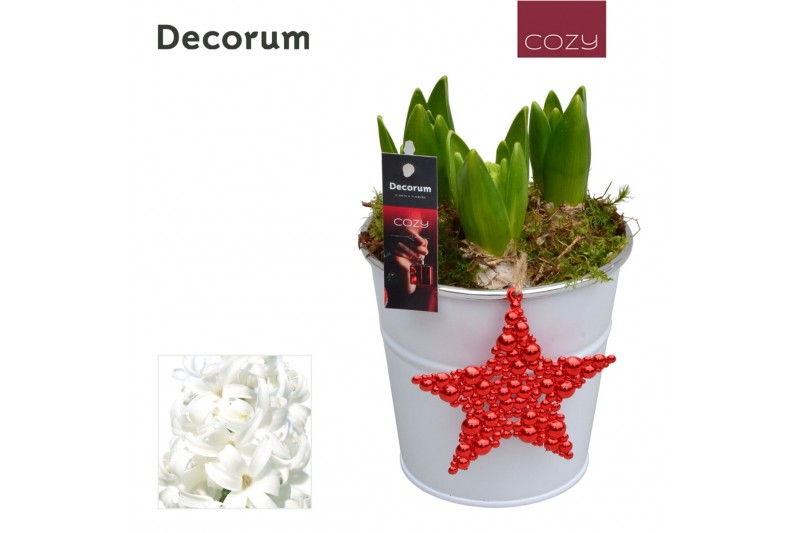 Arrangementen hyacinthus Hyacint White Bucket HL16586WP [COZY] 3 pp 75 