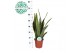 Sansevieria trifasciata laurentii Sansevieria Laurentii p17 (niet MPS  