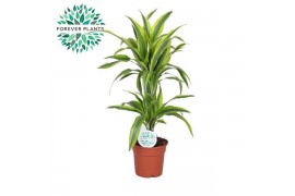 Dracaena fragr. der. lemon lime Dracaena Lemon Lime p17, 30+10 2 pp