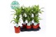 Dracaena fragr. der. lemon lime Dracaena Lemon Lime p17, 30+10 2 pp 