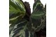 Calathea medaillon Calathea Medallion p17 