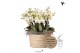 Phalaenopsis multiflora wit Kolibri Orchids Phalaenopsis Mono Bouquet  