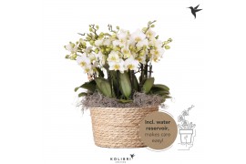Phalaenopsis multiflora wit Kolibri Orchids Phalaenopsis Mono Bouquet 