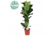 Ficus lyrata Ficus Lyrata p21 1 pp 