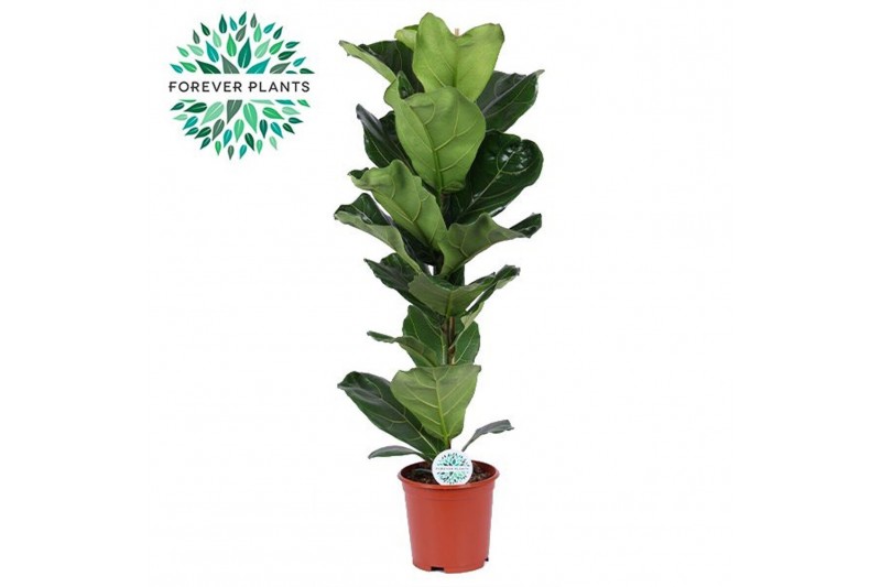 Ficus lyrata Ficus Lyrata p21 1 pp 