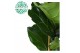 Ficus lyrata Ficus Lyrata p21 1 pp 