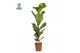 Ficus lyrata Ficus Lyrata p21 (Air so Pure) 1 pp 