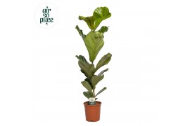 Ficus lyrata Ficus Lyrata p21 (Air so Pure) 1 pp