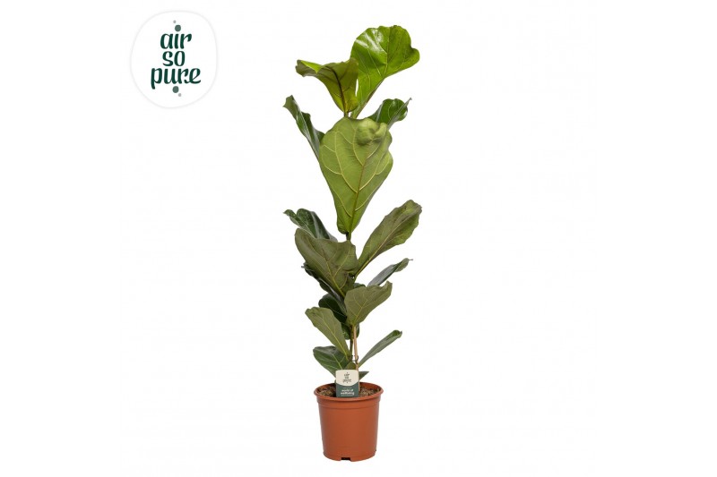 Ficus lyrata Ficus Lyrata p21 (Air so Pure) 1 pp 