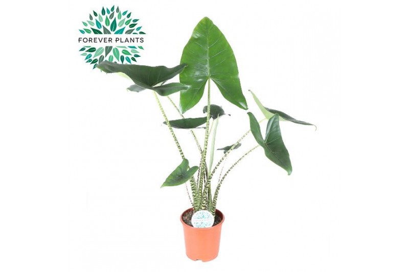 Alocasia zebrina Alocasia Zebrina p21 1 pp 