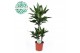 Dracaena frag. der. janet lind Dracaena Janet Lind p21, 45+15+10 3 pp 