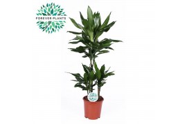 Dracaena frag. der. janet lind Dracaena Janet Lind p21, 45+15+10 3 pp