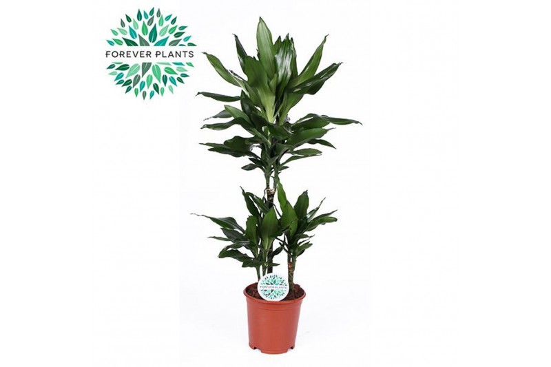 Dracaena frag. der. janet lind Dracaena Janet Lind p21, 45+15+10 3 pp 