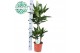 Dracaena frag. der. janet lind Dracaena Janet Lind p21, 45+15+10 3 pp 