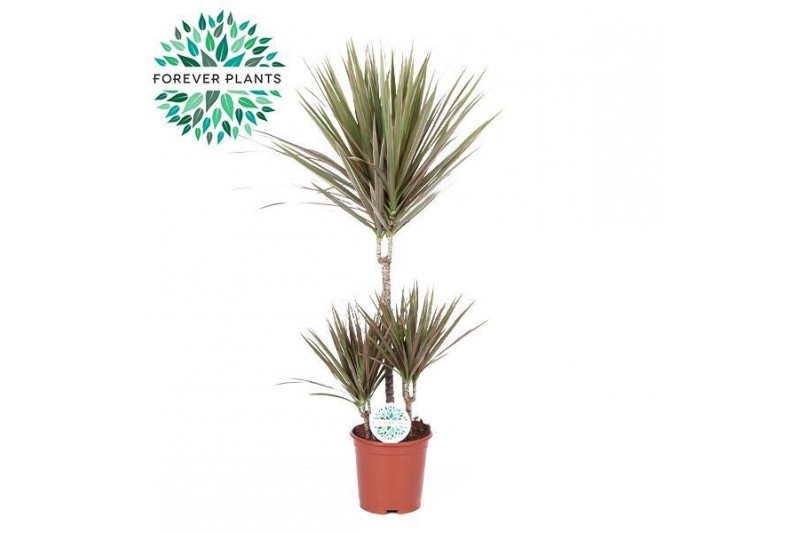 Dracaena marg. bicolor Dracaena Bicolor p21, 45+15+10 3 pp 
