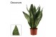 Sansevieria trifasciata Sansevieria Super Green 9 cm (Decorum) 