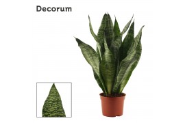 Sansevieria trifasciata Sansevieria Super Green 9 cm (Decorum)