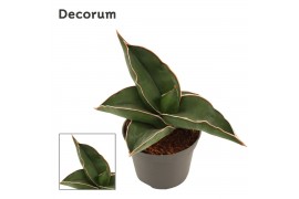 Sansevieria ehrenbergii samurai Sansevieria Samurai 6 cm (Decorum)