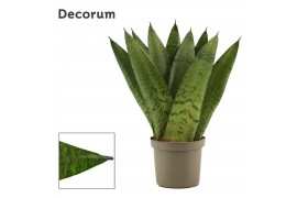 Sansevieria zeylanica Sansevieria Zeylanica Fan 9 cm (Decorum)