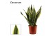 Sansevieria trifasciata futura superba Sansevieria Superba 17 cm (Deco 